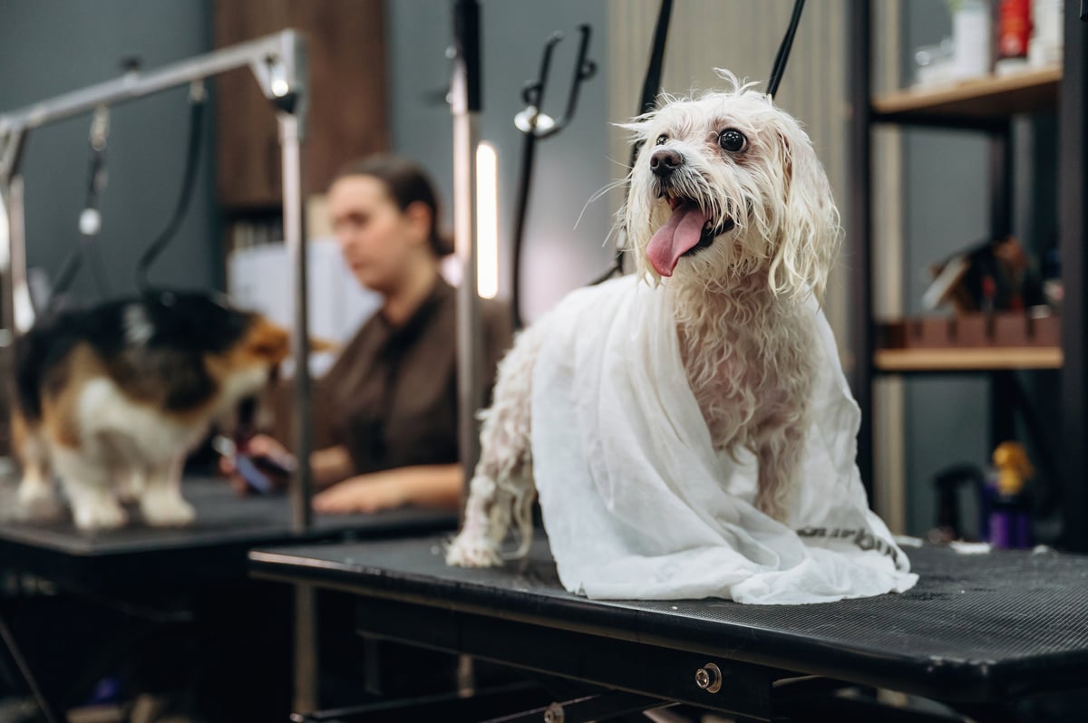 Small white dog covered with a towel on a grooming table in a contemporary pet spa and grooming salon