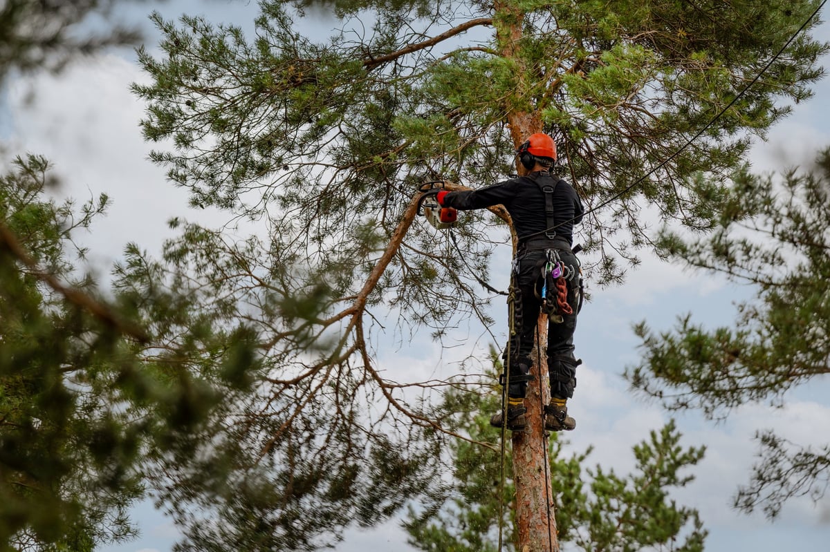 Professional arborist trimming tree branches with a chainsaw, created as an independent concept for a Tree Care website